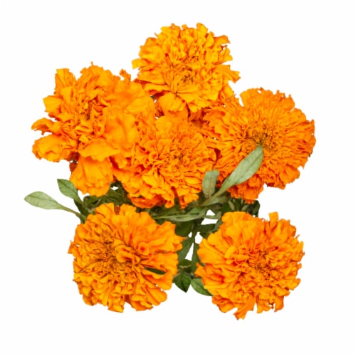 Marigold Perspective: front