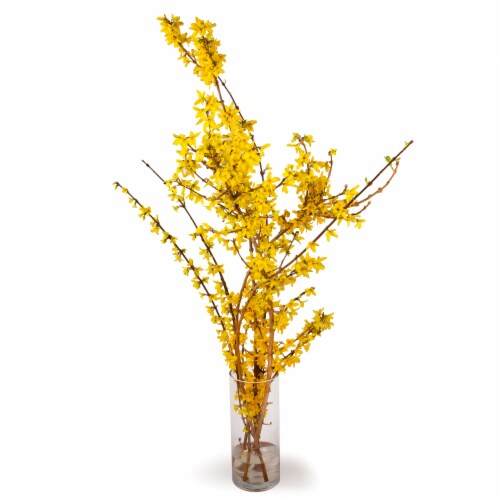 Forsythia Perspective: front