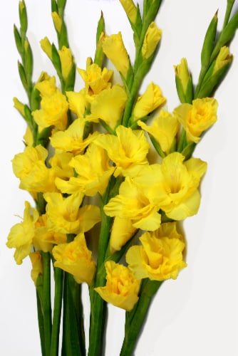 Gladiolus Bunch - Yellow Perspective: front