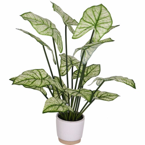 HD Designs Outdoors White Pot with Dieffenbachia Plant Perspective: front