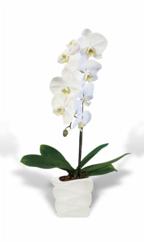 UDOR Large Orchid - White Perspective: front