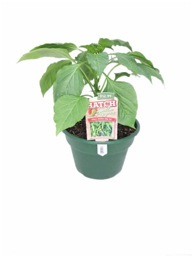 Big Jim Hatch Chile Pepper Plant Perspective: front