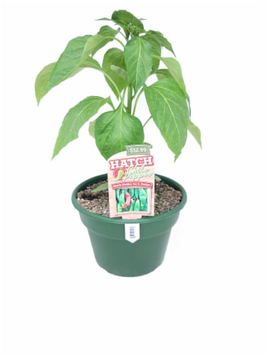 Joe E Parker Hatch Chile Pepper Plant Perspective: front