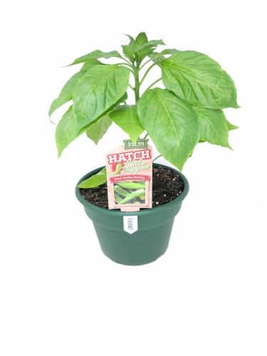 Heritage Hatch Chile Pepper Plant Perspective: front