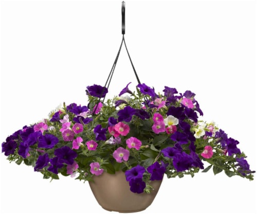 Wave Petunia Great Lakes Hanging Basket Perspective: front