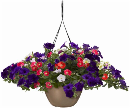 Wave Petunia Flag Hanging Basket Perspective: front