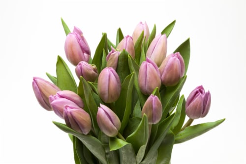 Fresh Cut Tulips Perspective: front