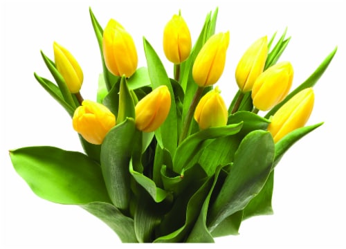 Fresh Cut Tulips Perspective: front