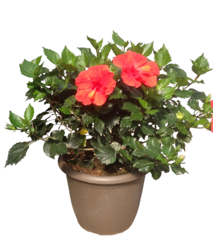 Fresh Hibiscus Bush Blooming Plant in 6 inch Pot - Assorted Colors Perspective: front