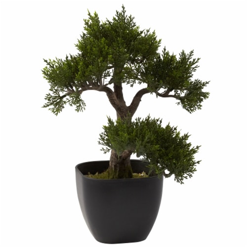 15 inch Cedar Bonsai Perspective: front