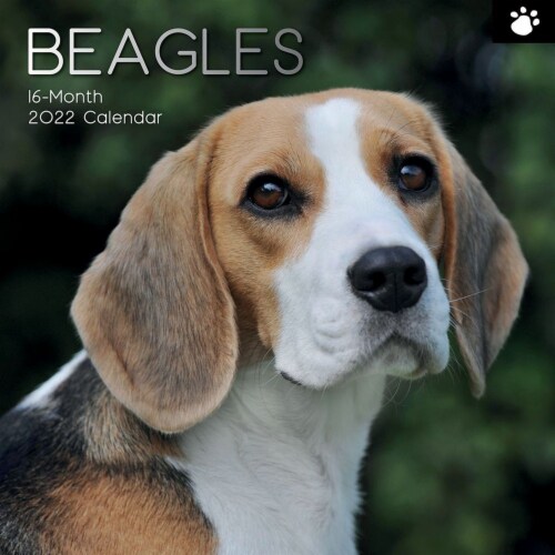 2022 Wall Calendar Beagles Puppy Animals 12 x 12 in, 16 Months with 180