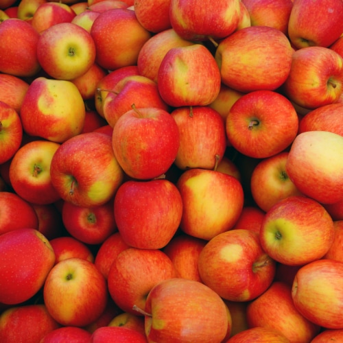 Large Ambrosia Apple - Each Perspective: left