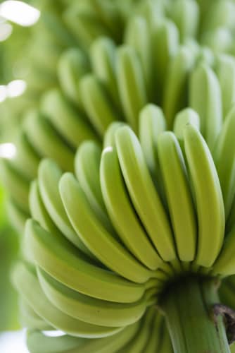 Fresh Bunch of Bananas – 5-7 Bananas Perspective: left