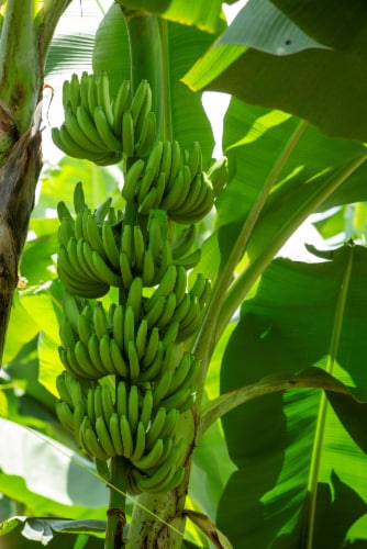 Fresh Organic Banana - Single Perspective: left