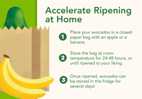 Fresh Organic Large Ripe Avocado Perspective: left
