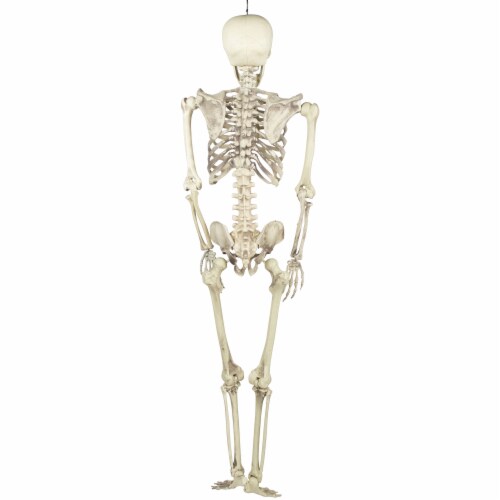 Northlight 5' Life Size Skeleton Hanging Halloween Decoration Perspective: left