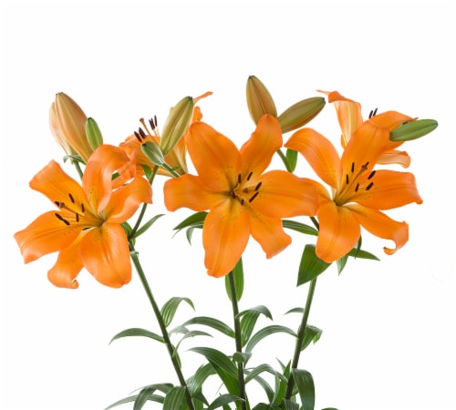 Bloom Haus Assorted Longiflorum Asiatic Hybrid Lilies Perspective: left