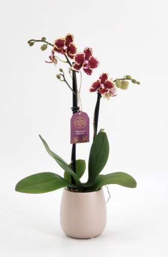 Bloom Haus Premium Live Potted Orchids Perspective: left