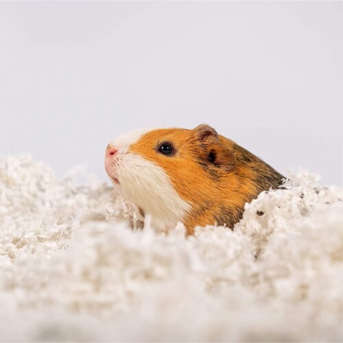 PetsPick Uber Soft Paper Pet Bedding for Small Animals Natural 36L 1 Harris Teeter