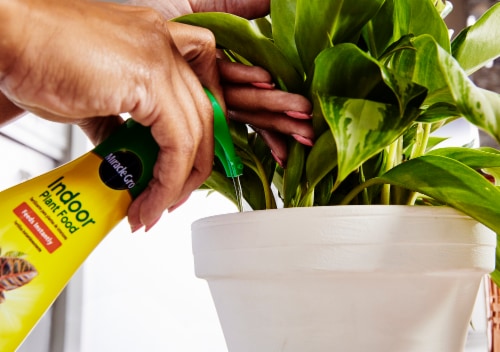 Miracle-Gro Indoor Plant Food Perspective: left