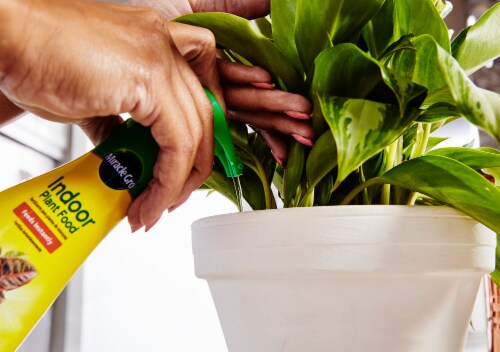 Miracle-Gro Indoor Plant Food Perspective: left
