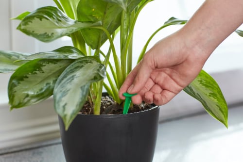 Miracle-Gro Indoor Plant Food Spikes Perspective: left