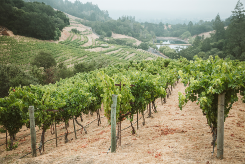 Newton Vineyard Unfiltered Napa Valley Chardonnay White Wine Perspective: left