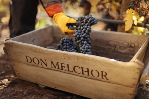 Don Melchor Cabernet Sauvignon Red Wine Perspective: left