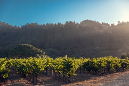 Korbel California Brandy Perspective: left