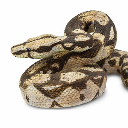 Boa Constrictor Perspective: left