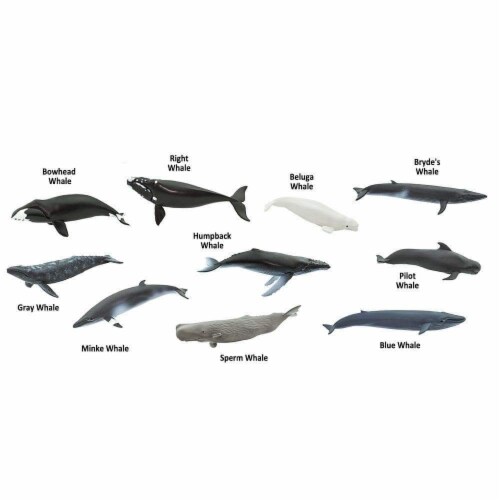 Whales TOOB Perspective: left