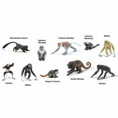 Primates TOOB Perspective: left