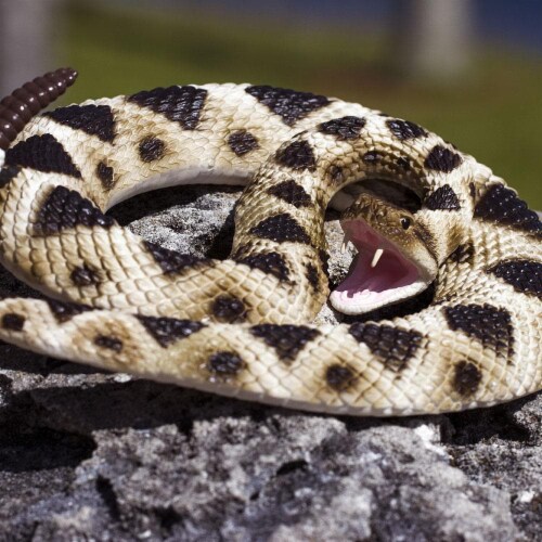 Eastern Diamondback Rattlesnake Perspective: left