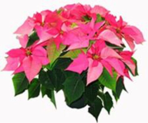 Assorted Poinsettia Perspective: left