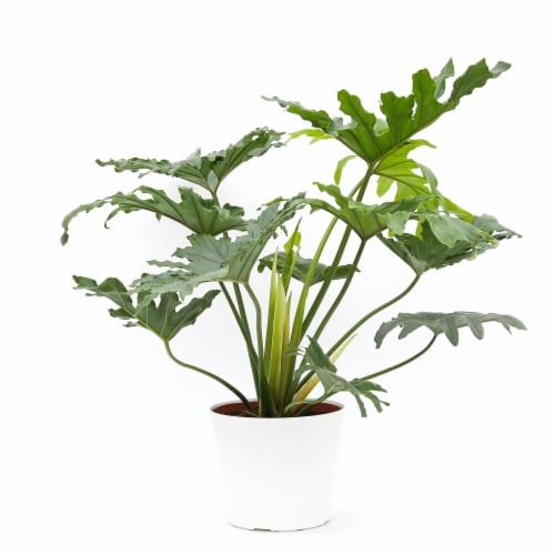Premium Tropical Plant Perspective: left