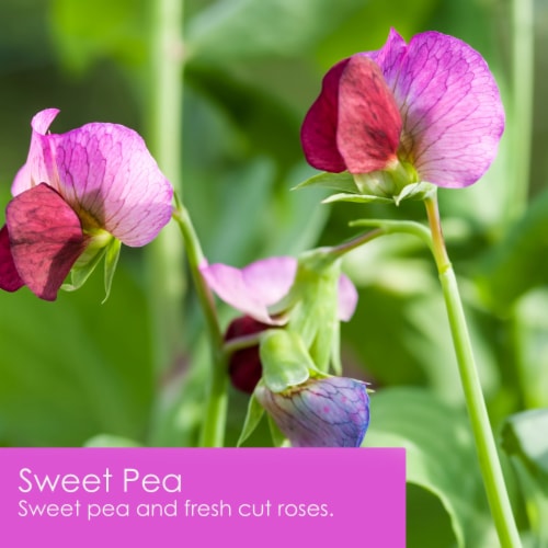 Tuscany Candle™ Wax Melts Sweet Pea Perspective: left