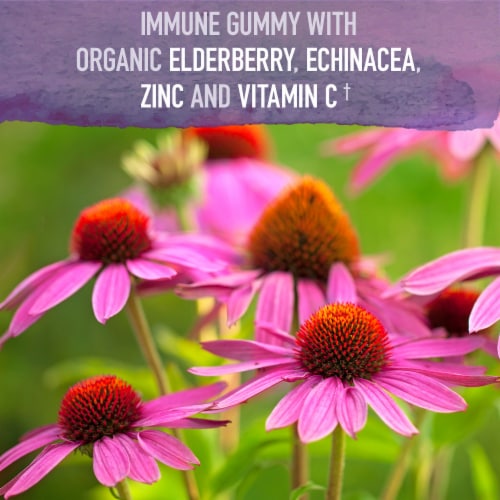 Garden of Life Organics Elderberry Immune Gummies with Echinacea, Zinc, Vitamin C Vegan Gummy Drops Perspective: left