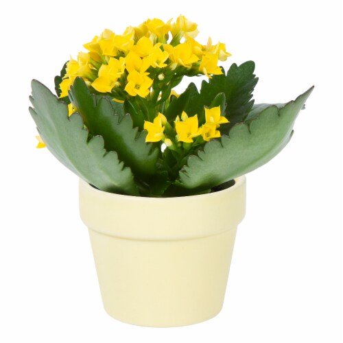 Mother's Day Fresh Kalanchoe Plant in 2.5 inch Ceramic Container Perspective: left