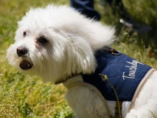 Touchdog - Tough-Boutique Adjustable Fashion Dog Harness & Leash Perspective: left