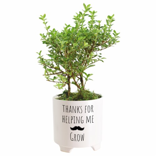 Thanks For Helping Me Grow Father's Day Mustache Medium Bonsai - Assorted Perspective: left