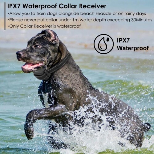 Shock collar on sale for cane corso
