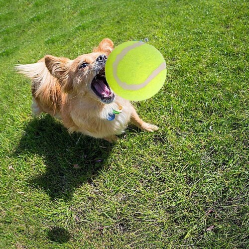 Dog Tennis Balls 20 Pack Pet Tennis Ball for Small Dogs Premium Fetch Toy Non-Toxic Perspective: left