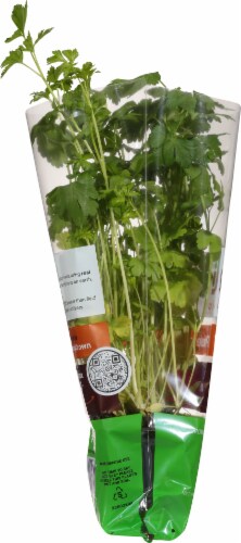 Soli Organic™ Italian Parsley Perspective: left