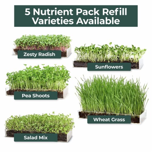 Window Garden Sango Purple Radish Grow Kit - Plant Home Garden, Juice Healthy Shots Perspective: left