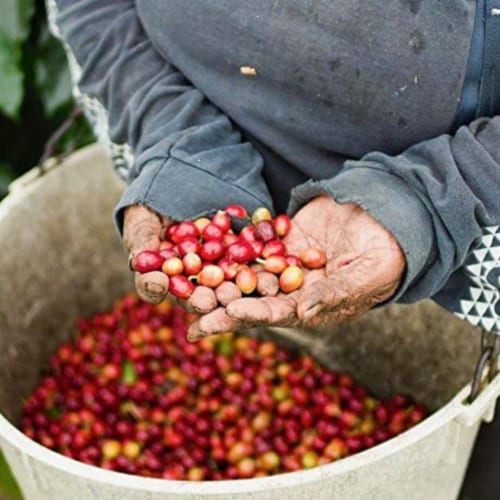 Premium Kaya Kopi Luwak Indonesia Wild Palm Civets Arabica Dark Roast Coffee Beans 25 Grams Perspective: left