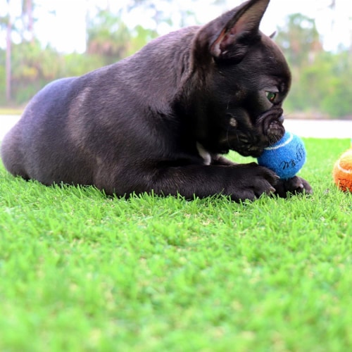 Midlee Mini Dog Tennis Balls Assorted Colors with Squeaker- 25 Pack Perspective: left