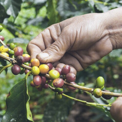 RFA Columbia Fresh Medium Roast Kosher Coffee | Fine Grind (Espresso) - 2 lb Perspective: left