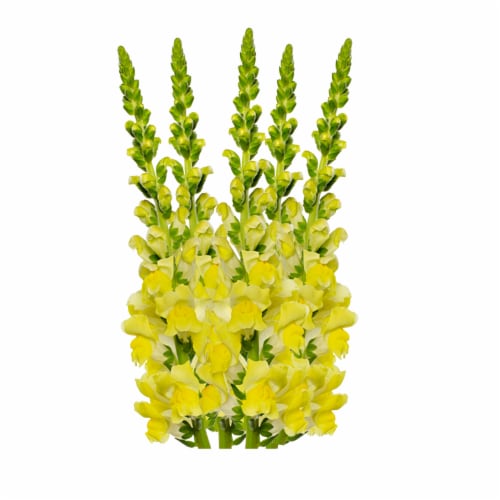Premium Linear Flower Bunch Perspective: left