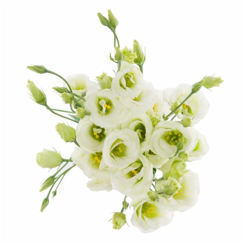 Lisianthus Perspective: left