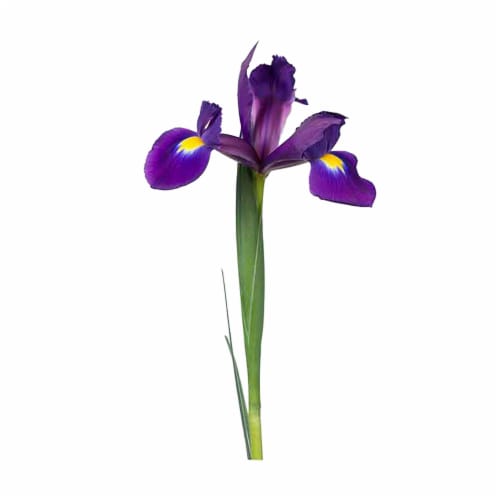 Iris Perspective: left